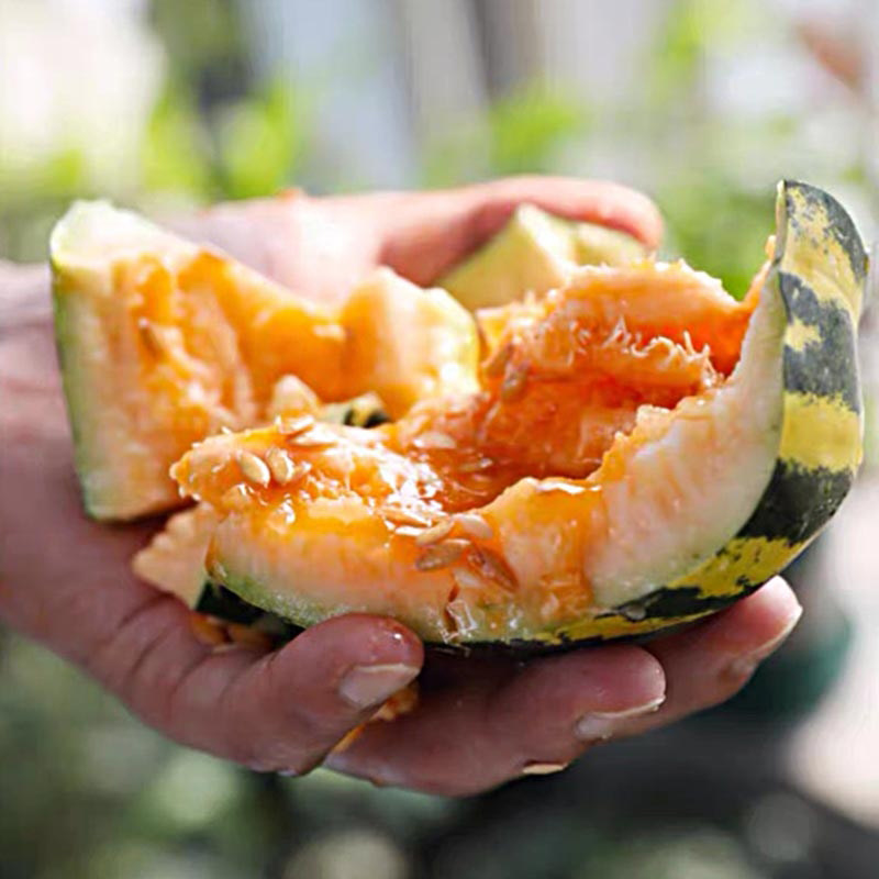 超甜冰糖子甜瓜种籽香酥脆甜瓜种子农家春季 易种植水果籽高产高糖抖