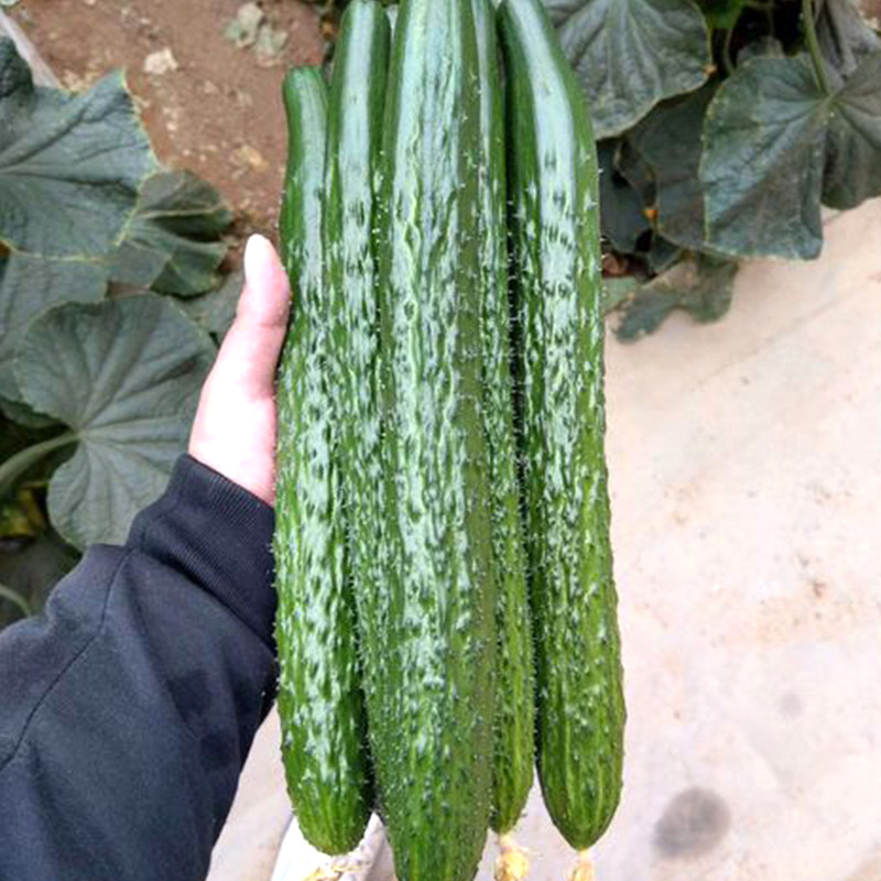 黄瓜欧美盆栽种籽小黄瓜大田盛夏夏盆栽春季种子家庭园艺种子