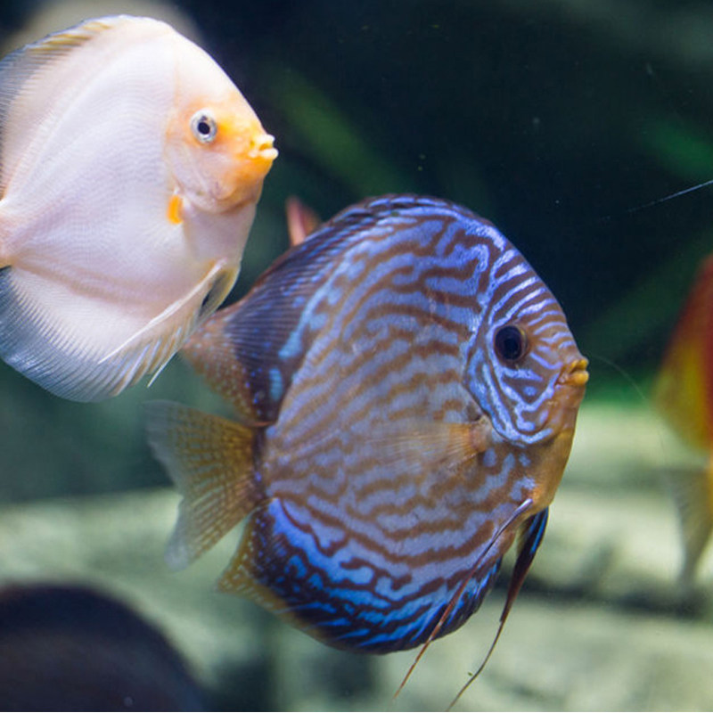 热带鱼观赏鱼淡水 燕鱼 七彩神仙活体好养易活耐活繁殖快的鱼免邮