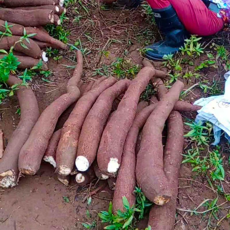 木薯黄心面包新鲜香甜粉糯糖水黄肉现挖农家其它