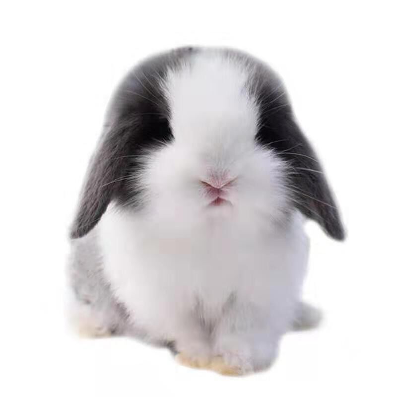 垂耳兔活体网红迷你不大纯种折耳宿舍宠物咬人兔