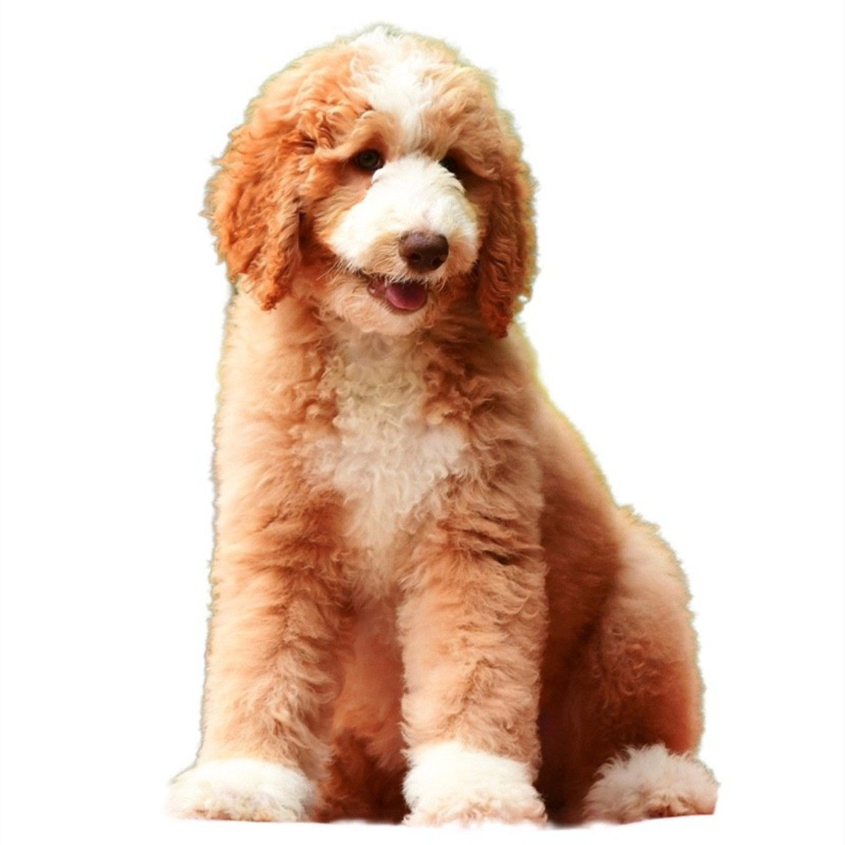 纯种巨贵幼犬灰色红白香槟黑色大型巨型泰迪狗狗狗