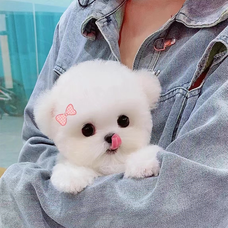 纯种飞耳比熊犬幼犬白色茶杯活体幼崽卷毛袖珍狗狗