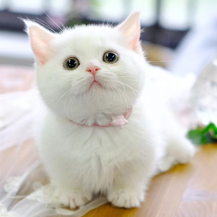 拿破仑矮脚纯白长毛短腿曼基幼猫宠物猫活体高猫咪