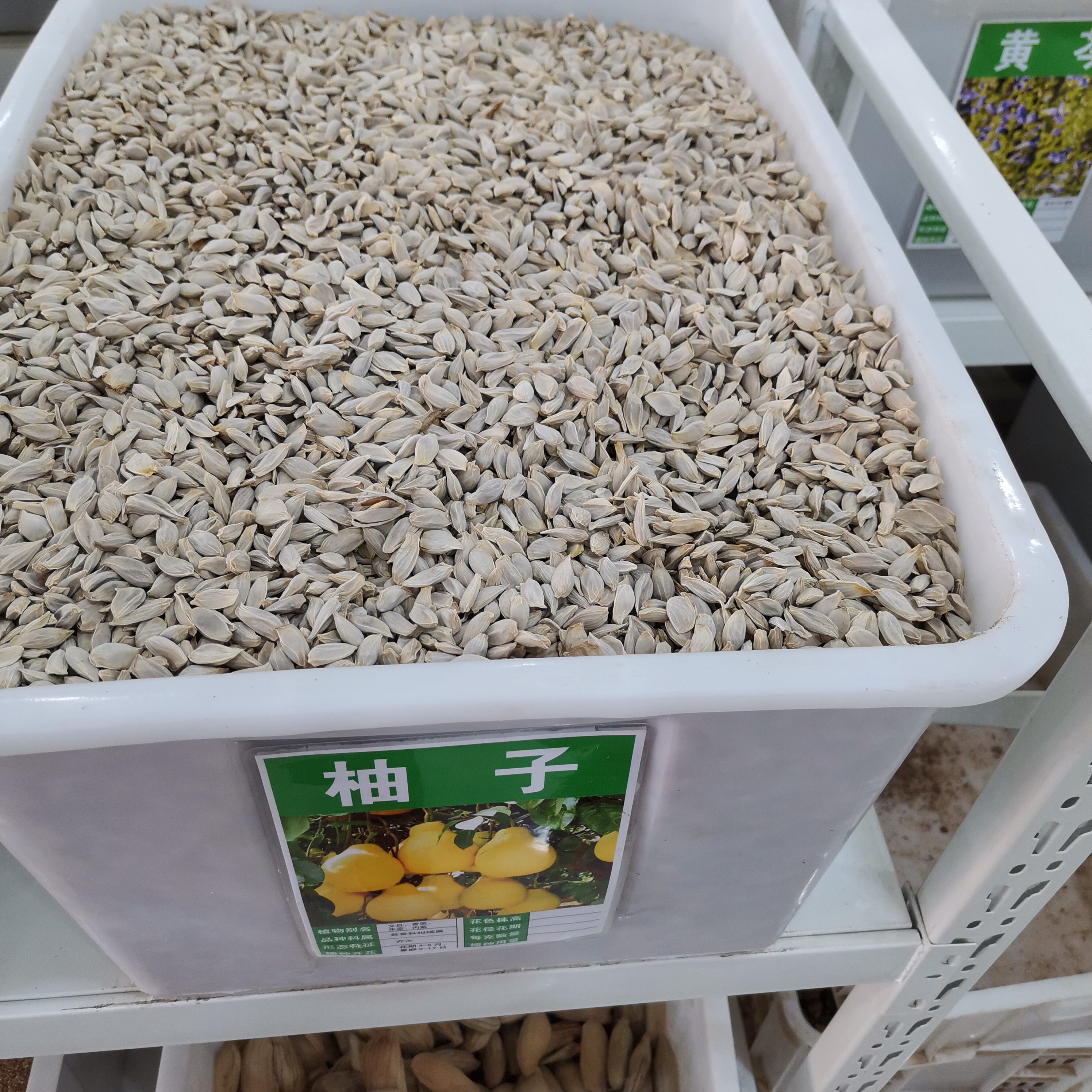 柚子种子林木种籽四季多年生工程绿化观叶种孑家庭园艺种子