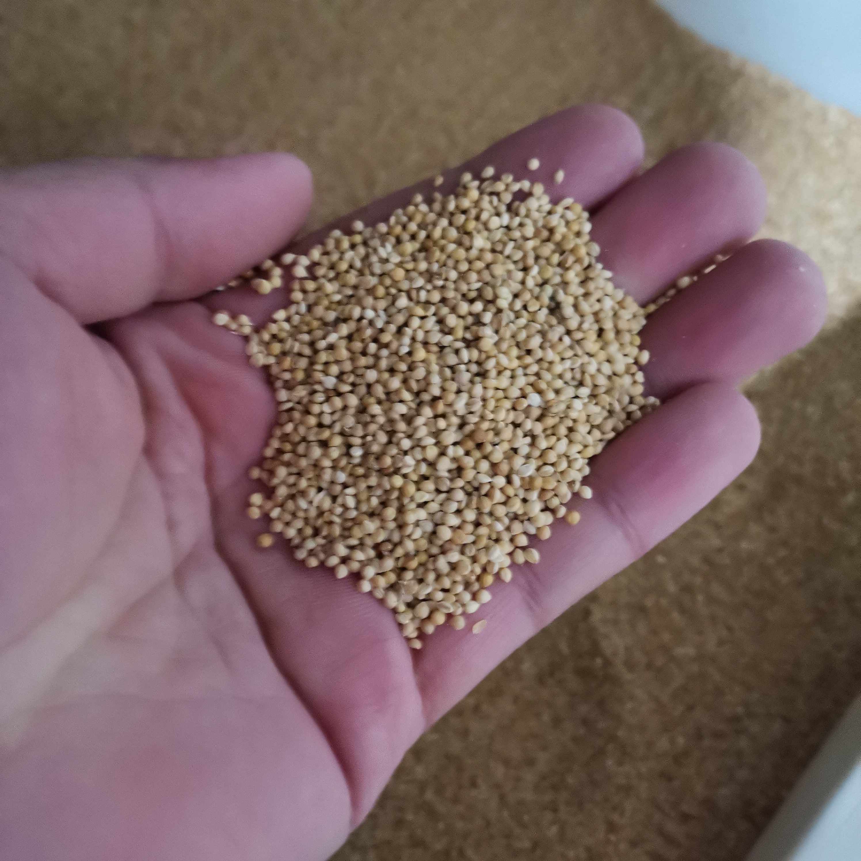 谷子小米四季种籽谷米散装牧草春季五谷杂粮种子家庭园艺种子