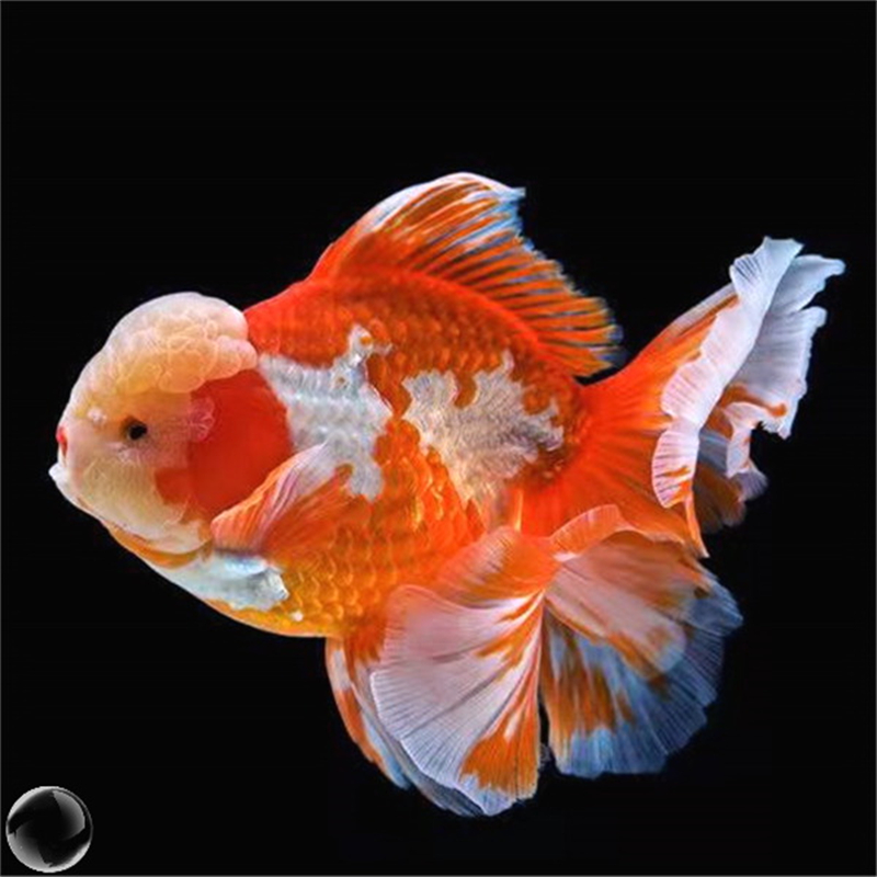 泰狮精品百褶黑泰红泰金鱼活体冷水观赏鱼养活鱼