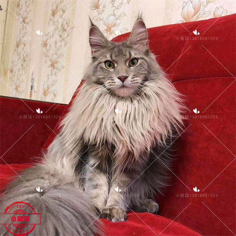 俄罗斯缅因西伯利亚森林纯种活体幼猫银虎斑棕虎斑猫咪