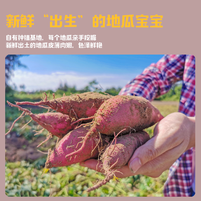 海南澄迈沙地桥头富硒地瓜农家新鲜红薯桥沙板栗薯番薯10斤包邮
