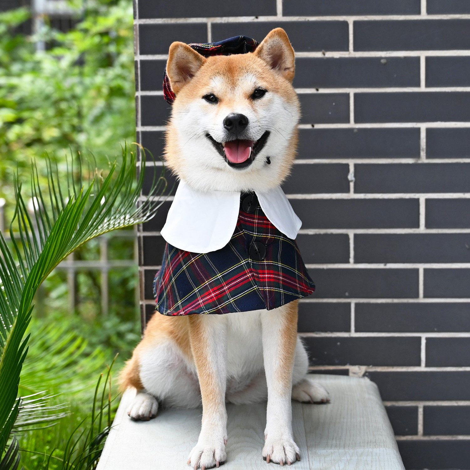 宠物柴犬衣服口水围兜披肩围巾披风宠物狗帽子宠物服装