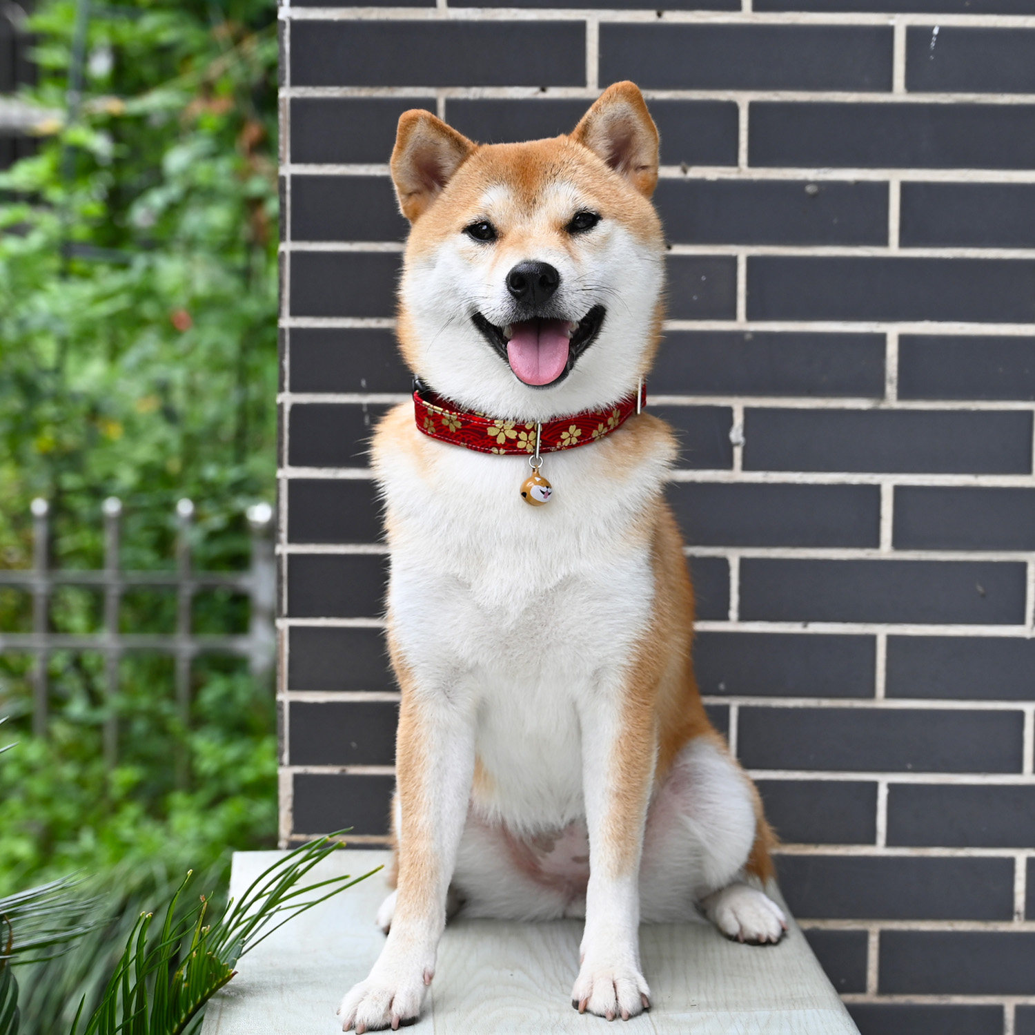 牵引柴犬烫金樱花和风日式狗狗项圈颈圈领巾项圈