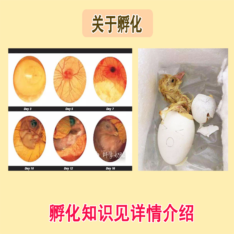 种蛋孵化五龙高产豁眼鹅大种受精卵蛋种鹅蛋鹅肉包裹袋