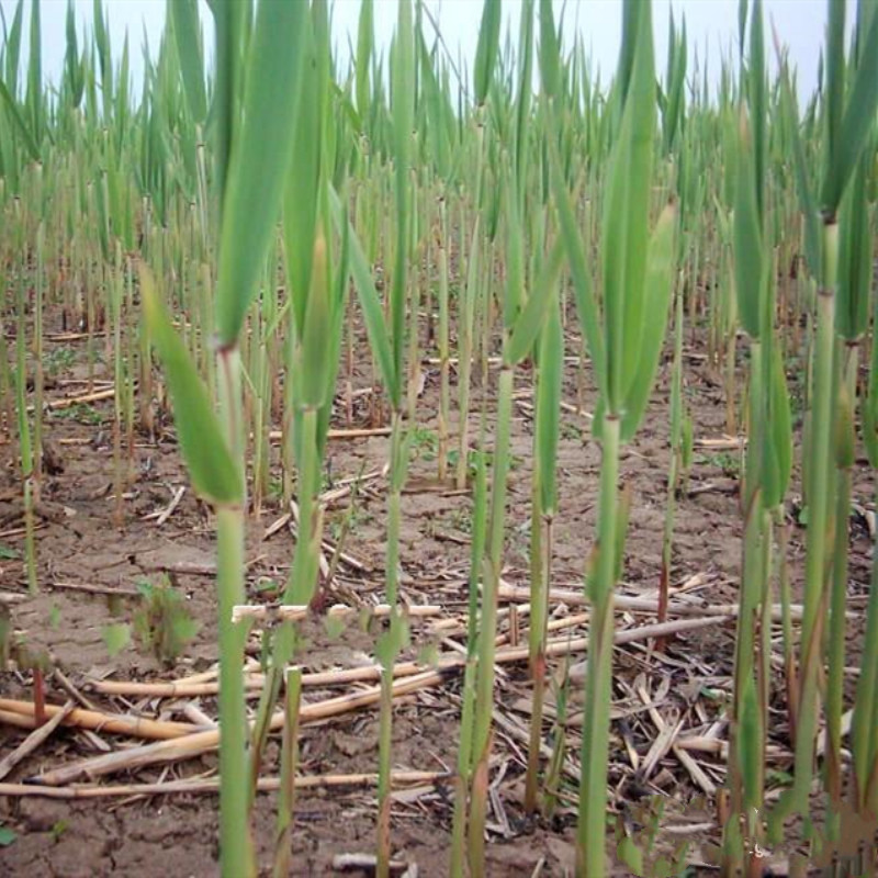 新鲜芦苇苗根苗芦苇草植物苗苇子水生挺水植物湿地公园河道绿化
