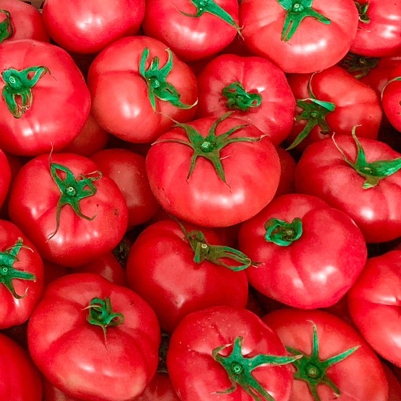 普罗旺斯西红柿新鲜自然山东草莓柿子海阳生吃番茄