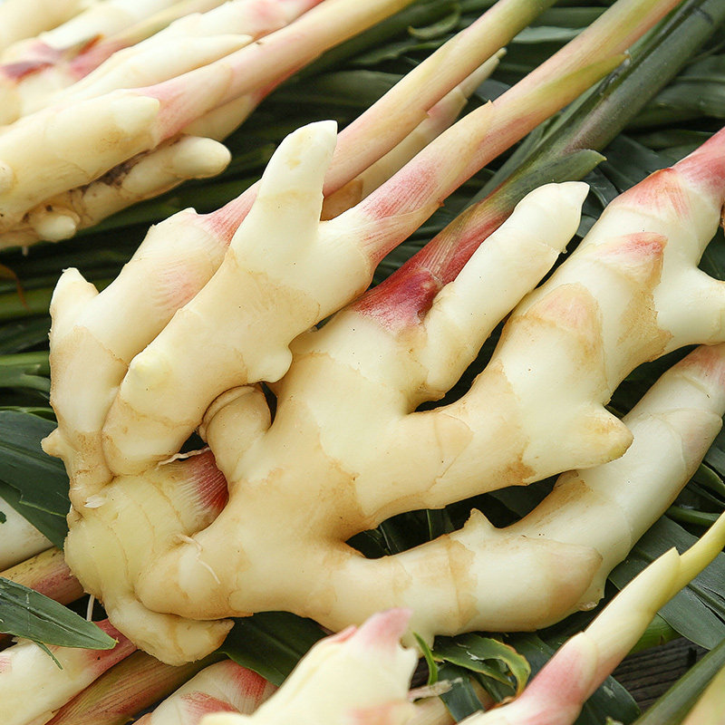 仔姜嫩姜生姜新鲜子姜山东本地鲜姜四川5小大黄姜3斤姜芽新姜包邮