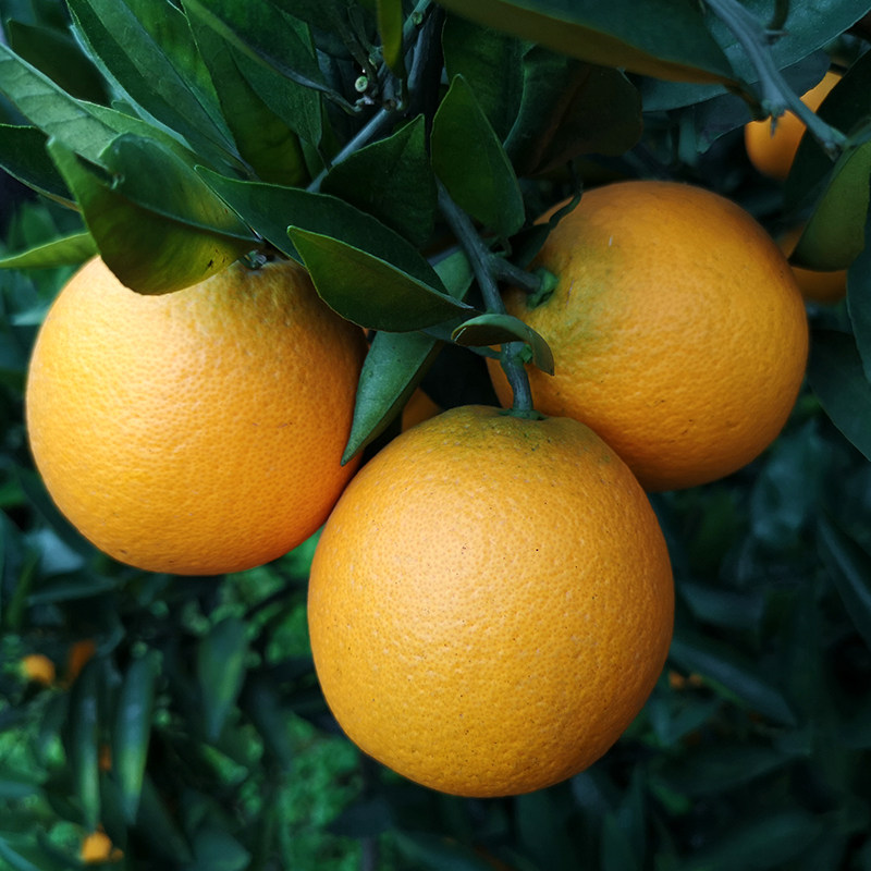 10斤高山脐橙四川金堂橙子新鲜水果橙