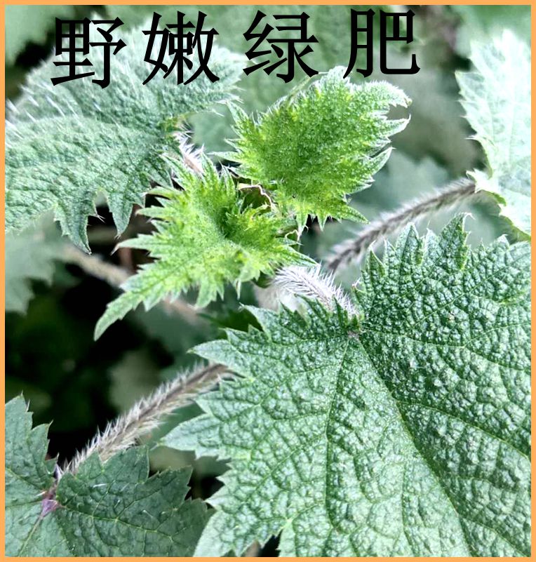 荨麻麻叶新鲜嫩叶火锅野菜红活咬人草蜇人500克其它