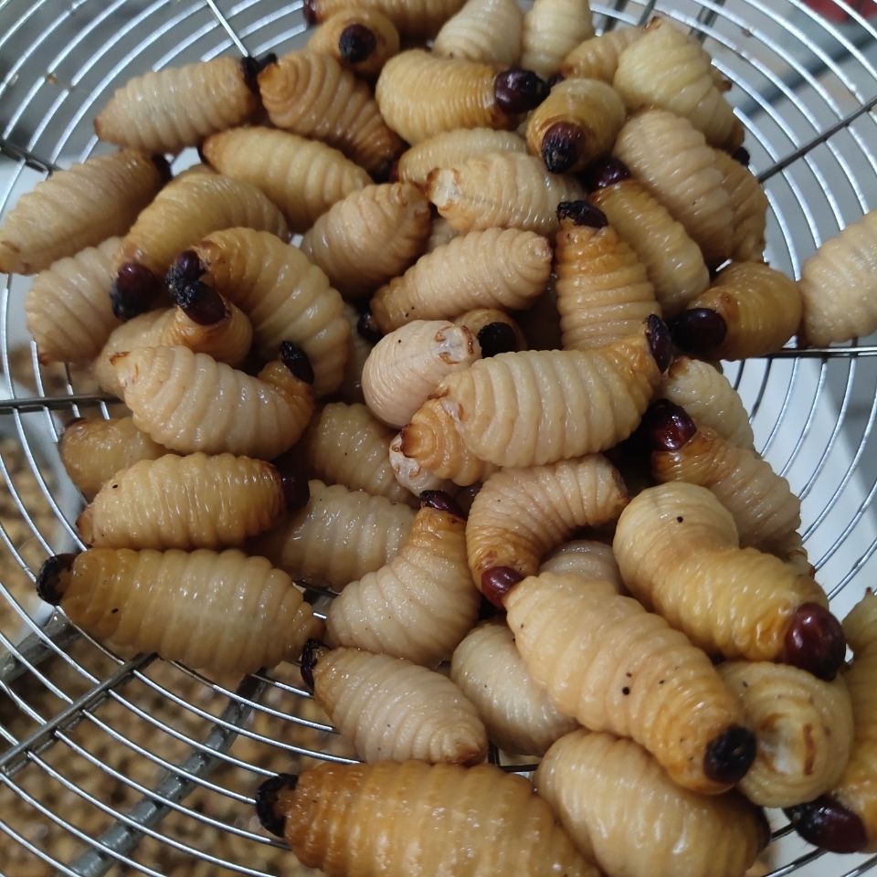 速冻1斤食用大竹竹笋虫竹蛹大竹蛆笋蛆笋子其它生肉制品