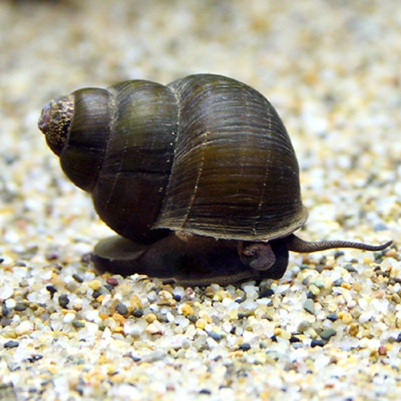 水族箱吃鱼鱼缸粪便新款净化方便护理观赏清道夫螺