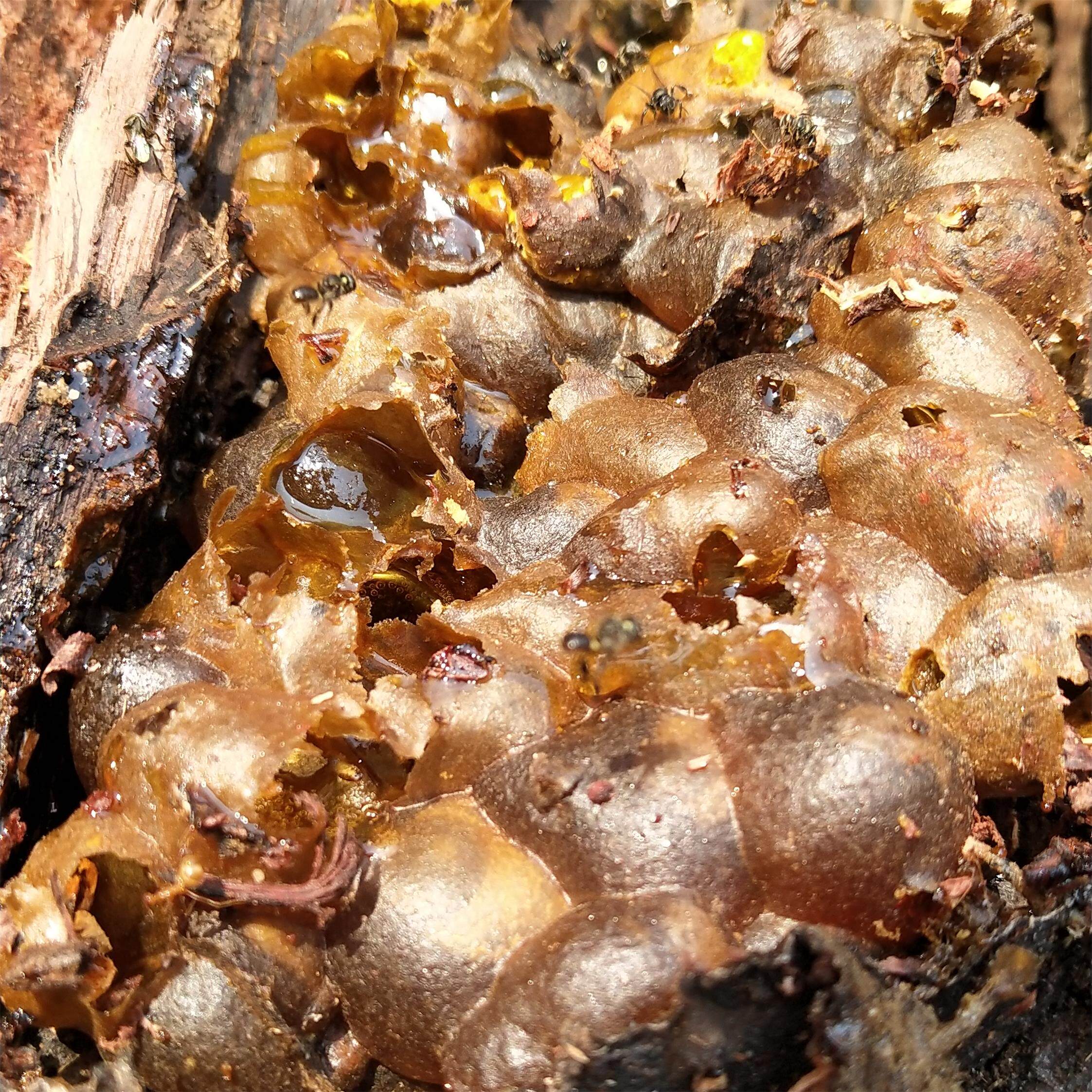 古山西双版纳纯正深山无刺蜂树蜂蜜蚊蜂蜂蜜