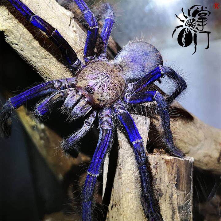 蜘蛛日本漂亮新手进阶稀有新加坡树栖蜘蛛