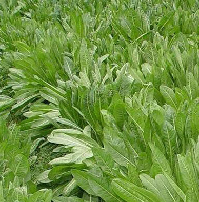 种子将军菊苣四季青多年生牧草草籽牛羊鸡鸭进口家庭园艺种子