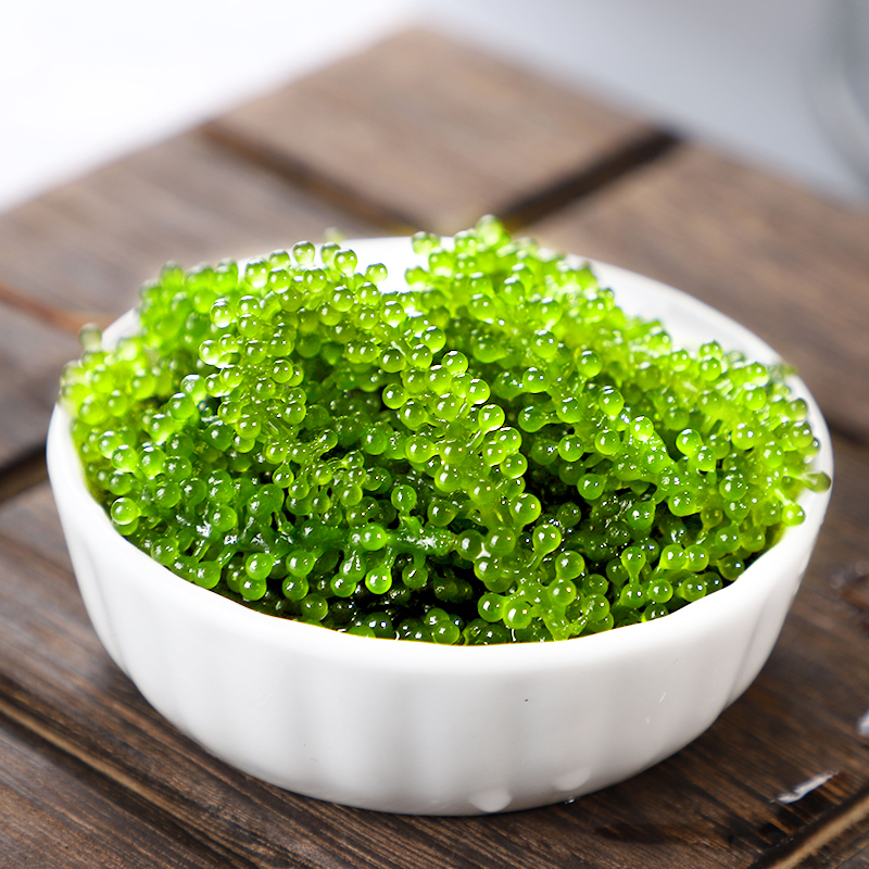 渔仙人新鲜海葡萄海藻海洋蔬菜盐渍绿色植物界的鱼子酱100g凉拌菜