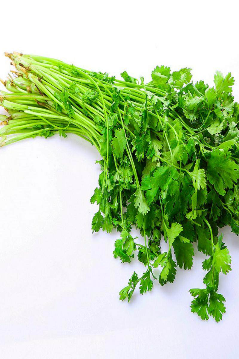 新鲜香菜芫荽火锅调味凉拌调料150克农家露天叶菜类