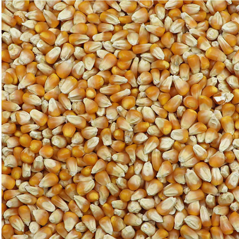 玉米玉米粒籽鸡鸭鹅饲料鸽粮小粒鸽子粮食散装鸟食