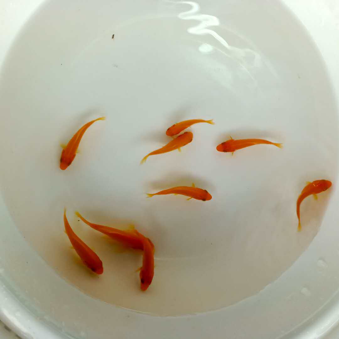 鱼苗观赏火鲤黄金锦鲤易活淡水鱼好养小鱼冷水鱼