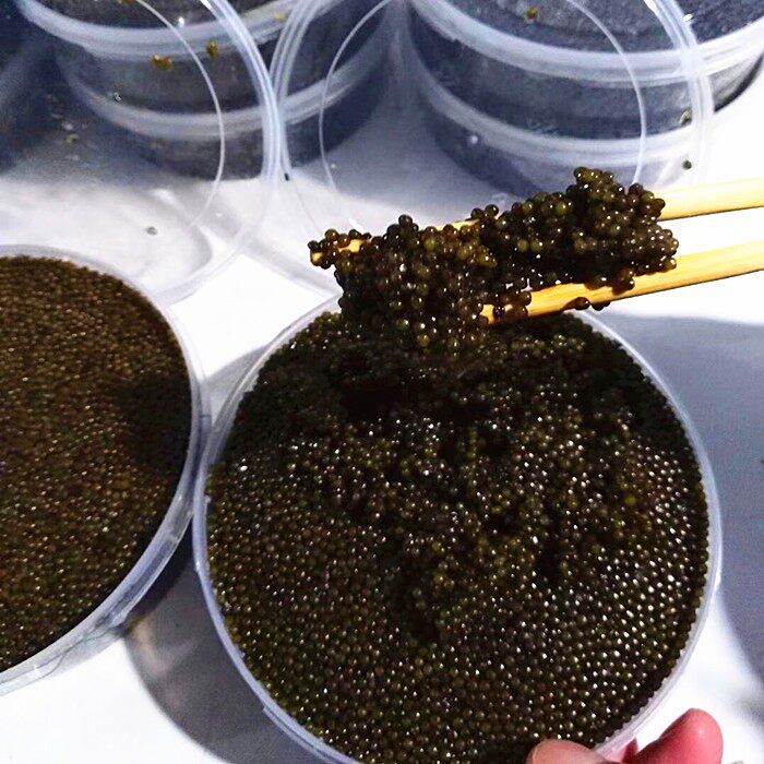 渔民自制黑龙江抚远鲟鳇鱼籽国产鲟鱼子鱼籽酱即食500克大盒包邮