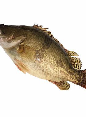 黑龙江特产熬花鱼鲜活冷水鳌花鱼