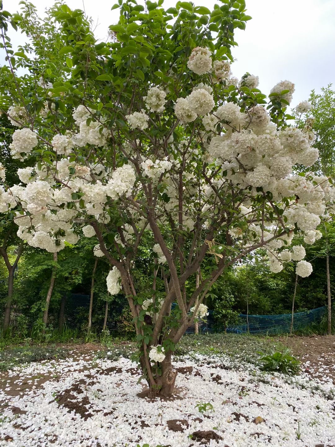 绣球树苗木本琼花八仙花苗大型庭院精选时令草本花卉