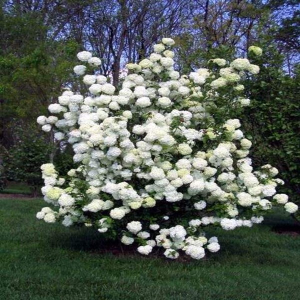 绣球树苗木本琼花八仙花苗大型庭院精选时令草本花卉