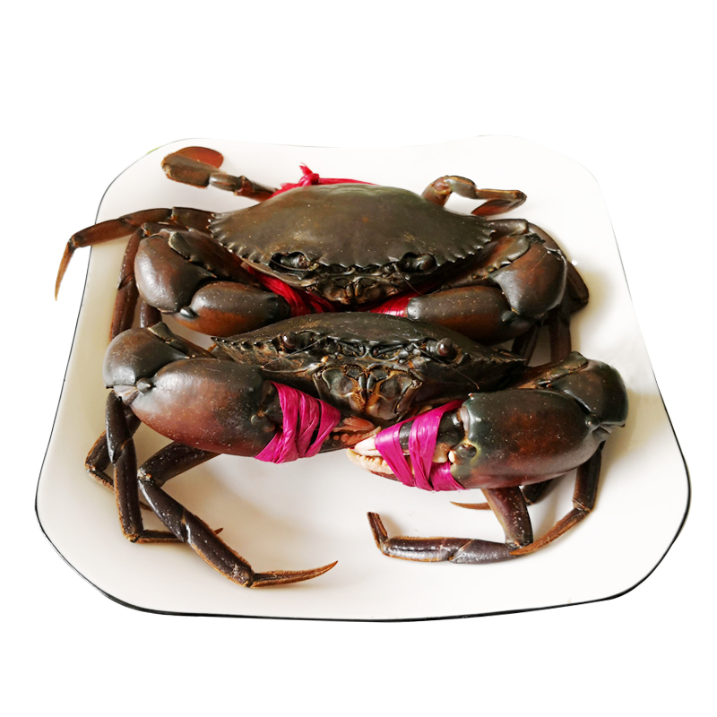 缅甸螃蟹特大进口南来装东3斤膏蟹蟹红生肉青蟹
