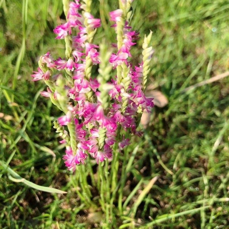 盘龙250包贵州中草药龙抱柱镰刀草海海珠草龙盘旋传统滋补品其他