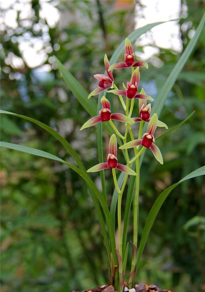 包邮四季开花花名品兰花苗盆栽建兰国魂阳台时令草本花卉
