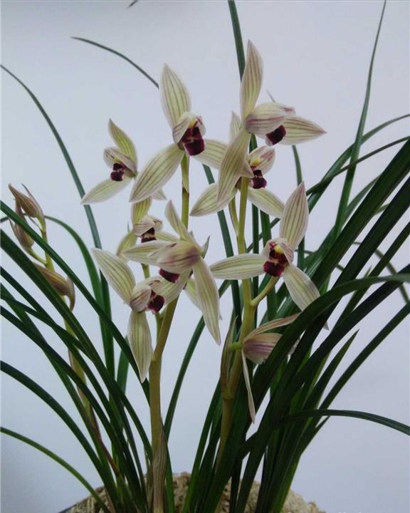 包邮云南名品兰花苗 莲瓣兰【丹顶鹤】浓香绿植花卉园艺盆景