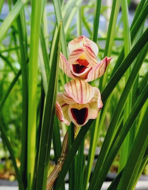 当年开花花名品兰花苗盆景莲瓣心心相印阳台庭院花卉