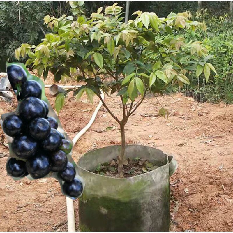 果苗果树大树葡萄家宝多加加宝嘉宝加保四季果树