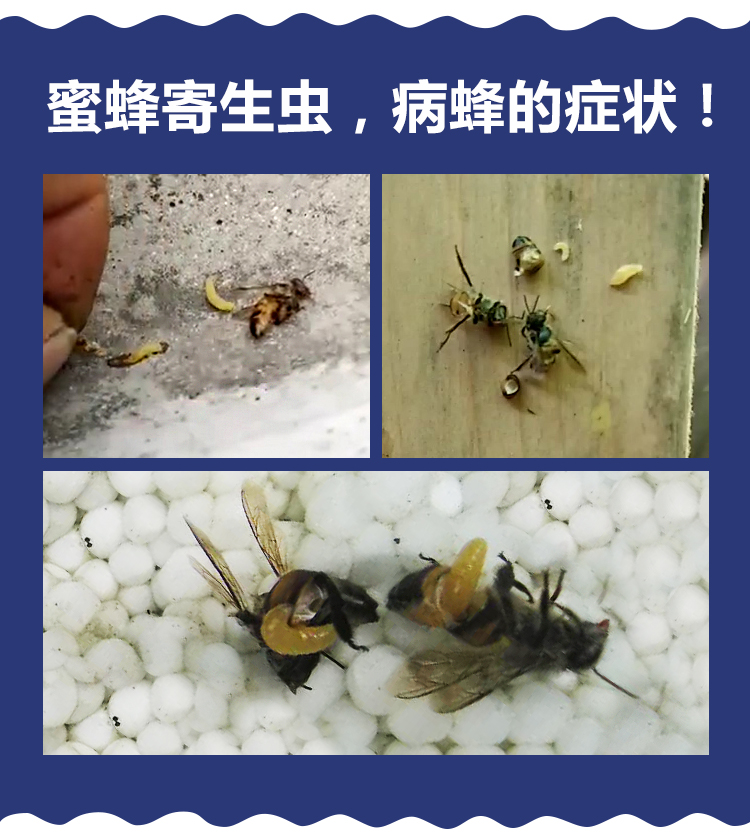 蜂寄蝇虫净中蜂寄生虫病用药养蜂专用工具养蜂用药蜜蜂药养蜂用品