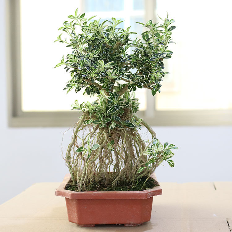 金边提根六月雪盆景悬崖造型开花小盆盆栽小老桩绿植