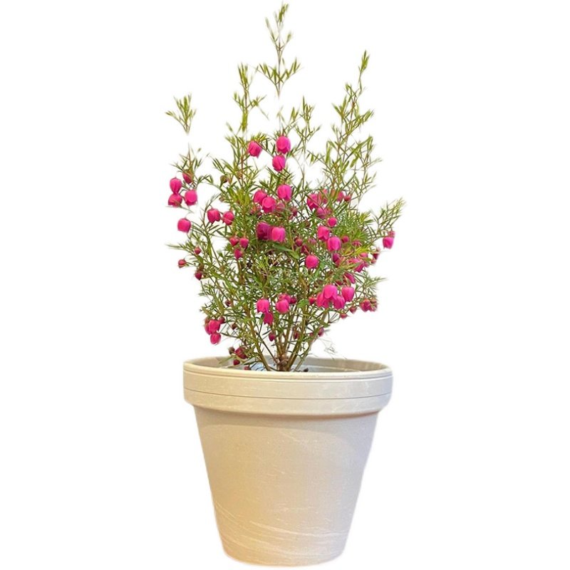 进口花苞红粉花波罗尼boronia开花芸香科好芳香时令草本花卉