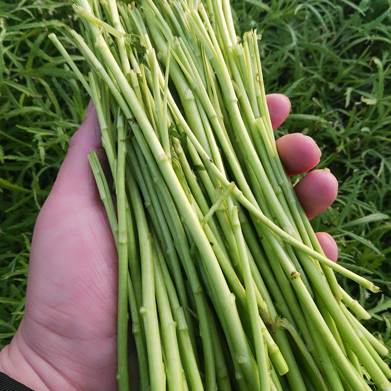 篱蒿芦蒿新鲜黎蒿蔬菜藜蒿泥蒿水蒿其它