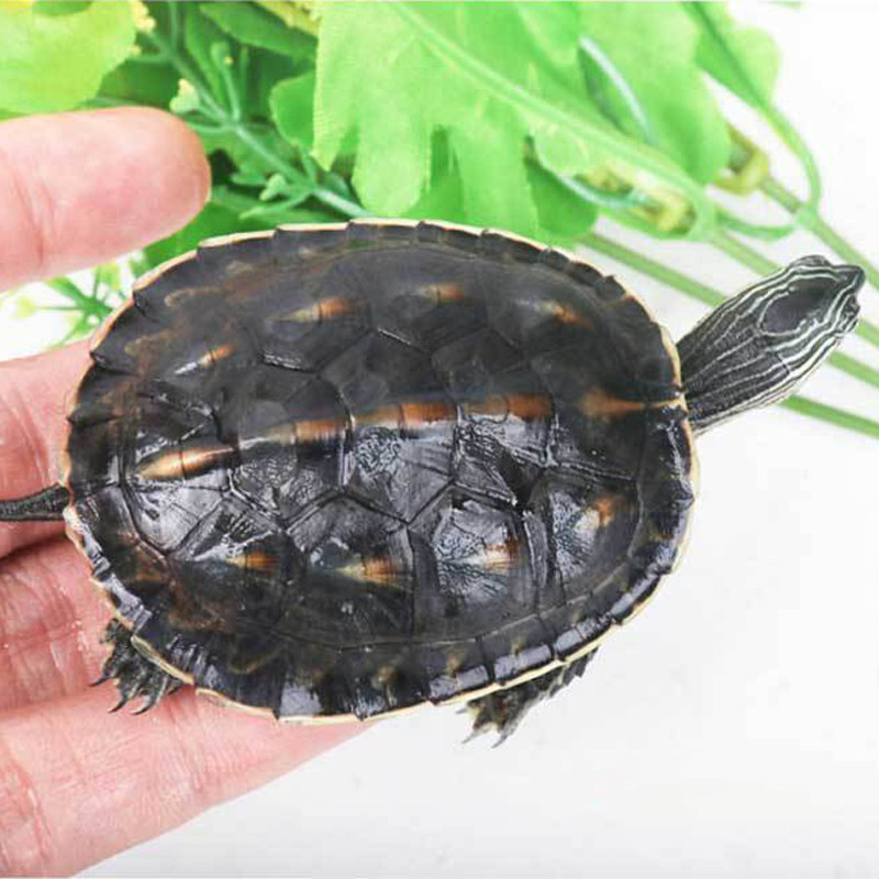 花龟珍珠龟活物外中华草龟乌小龟苗宠物观赏龟