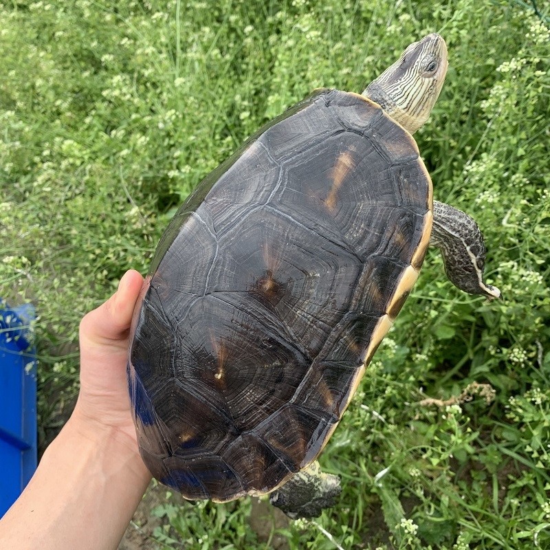 花龟外塘中华小乌龟活体珍珠超大宠物水龟台湾龟