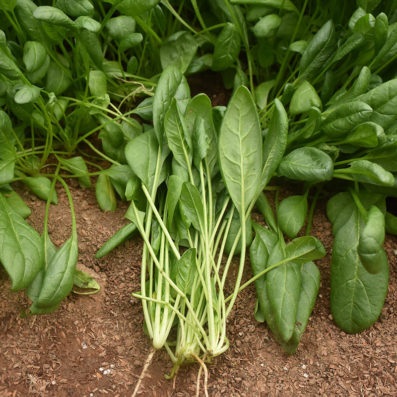 菠菜小叶种子农家味非转基因大叶春秋秋冬季四季家庭园艺种子