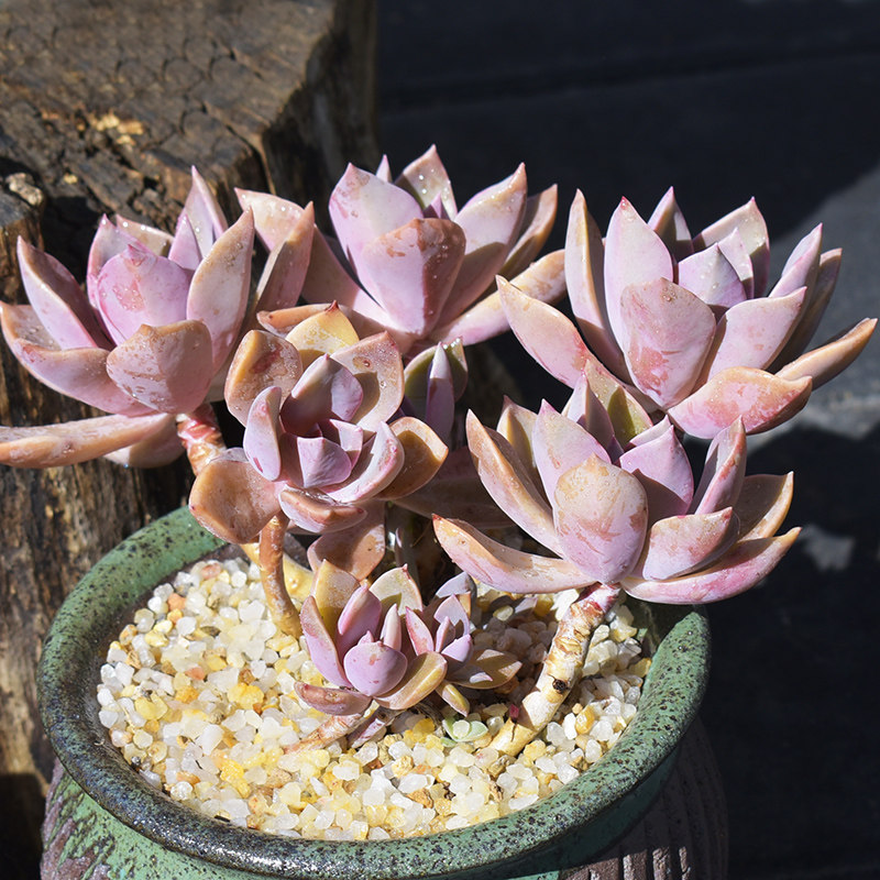 初恋多肉老桩一物一拍大棵群生多头带杆容易爆盆粉色创意多肉植物