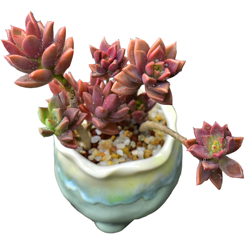 姬胧月老桩悬崖桩大株一物一拍粉莲群生多头超萌多肉植物组合盆栽