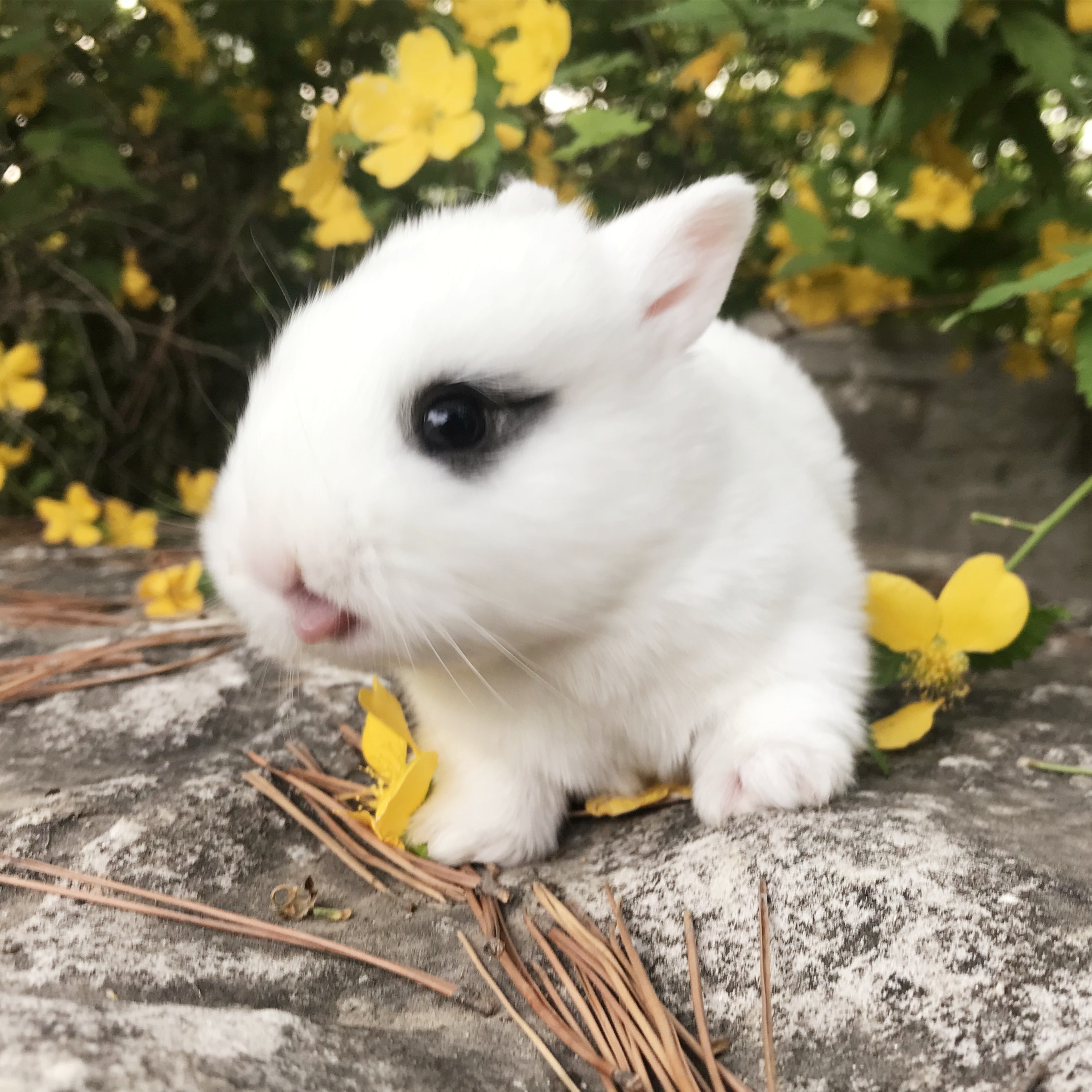 兔子宠物活物纯种活体荷兰垂耳兔猫猫侏儒小兔子兔